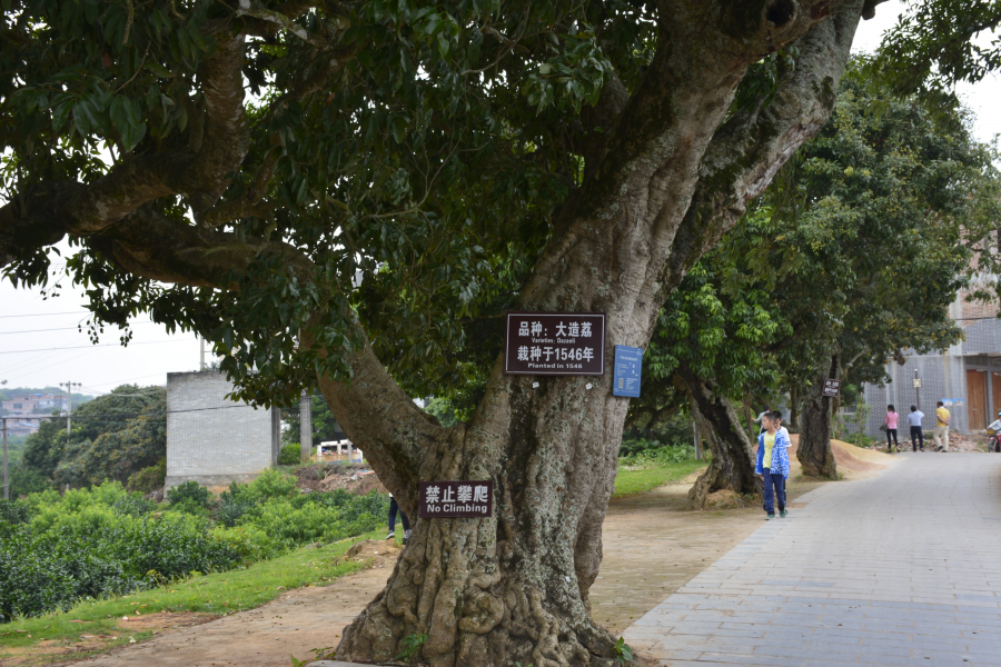 几百年树龄的荔枝树 - 靖西市·靖西网