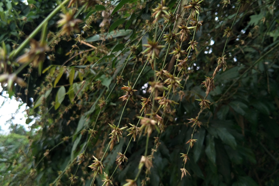 竹子开花 - 靖西市·靖西网