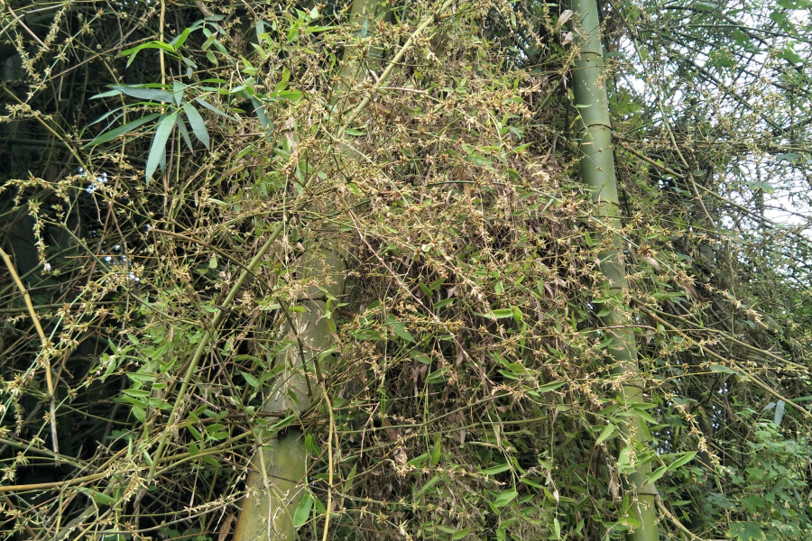 竹子开花 - 靖西市·靖西网