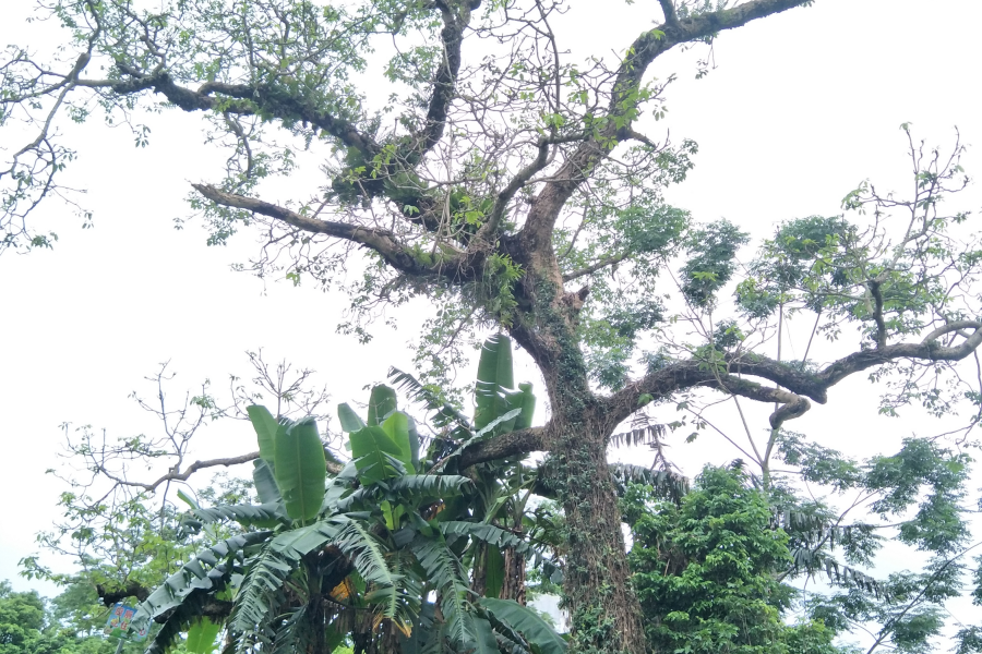 雨后的乡下。 - 靖西市·靖西网