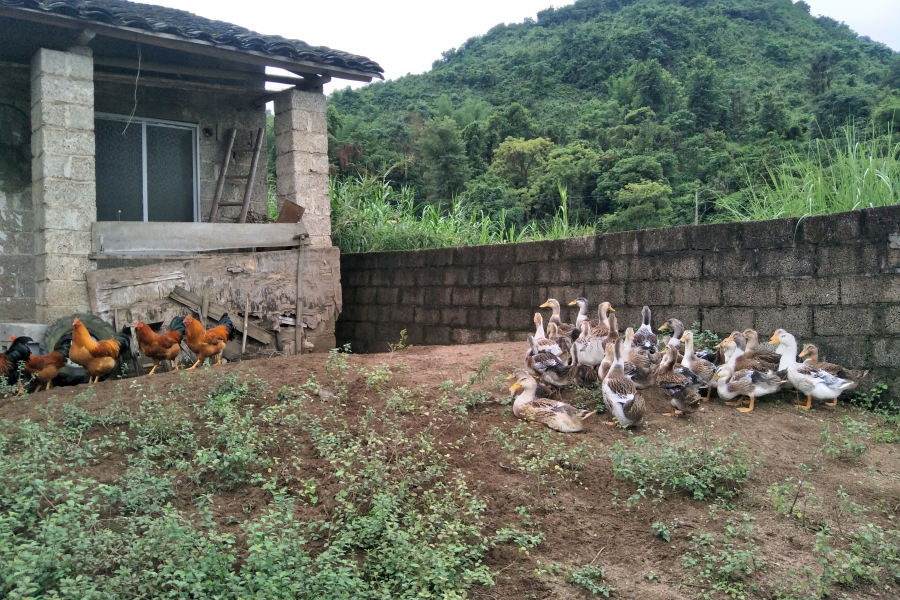 靖西乡村游之禽兽篇 - 靖西市·靖西网