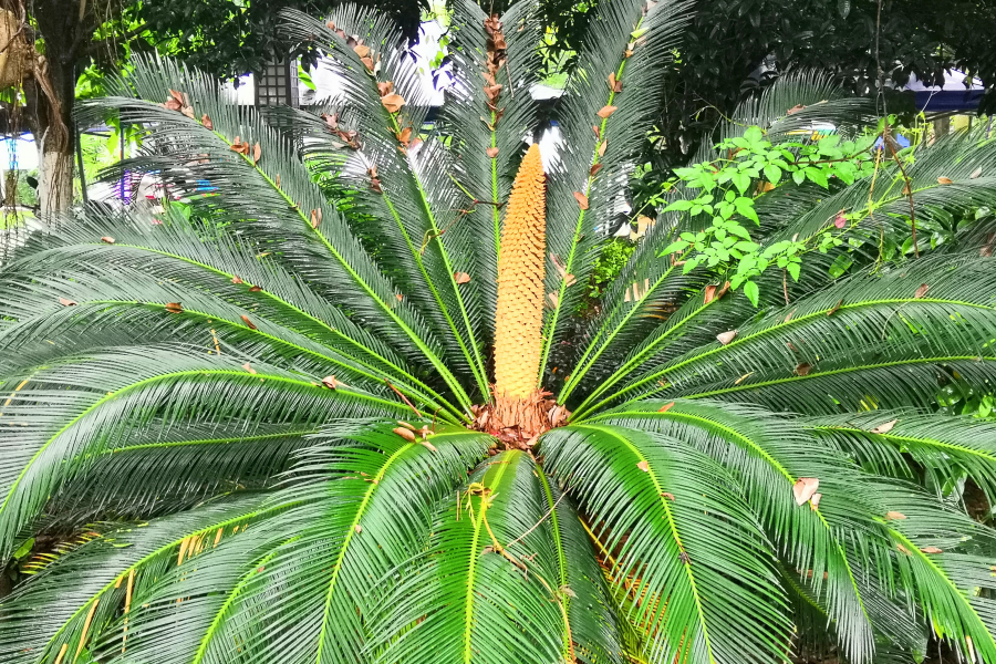 竹子开花 - 靖西市·靖西网