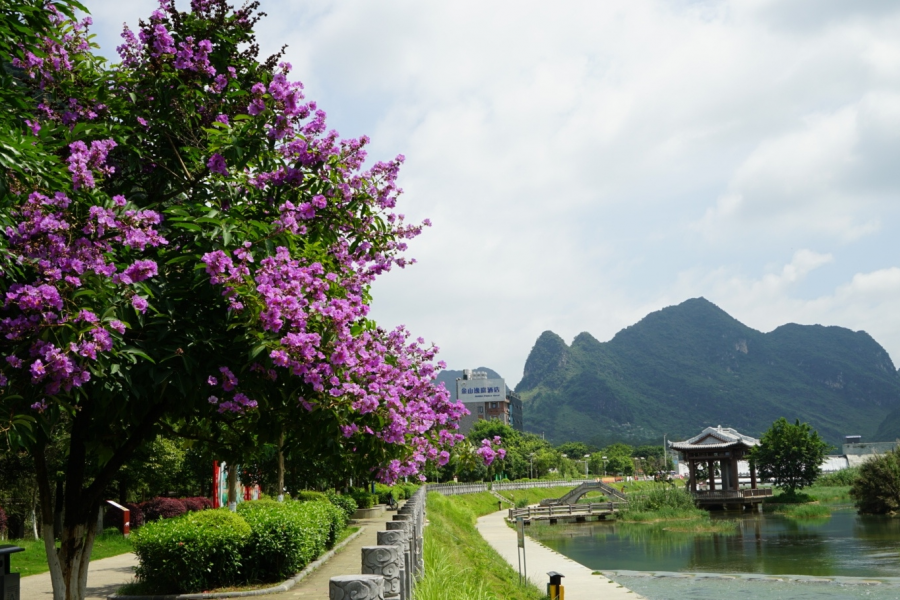 靖西龙潭湿地公园夏天的景色 - 靖西市·靖西网