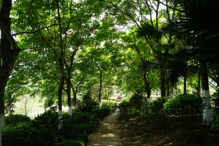 靖西龙潭湿地公园夏天的景色 - 靖西市·靖西网