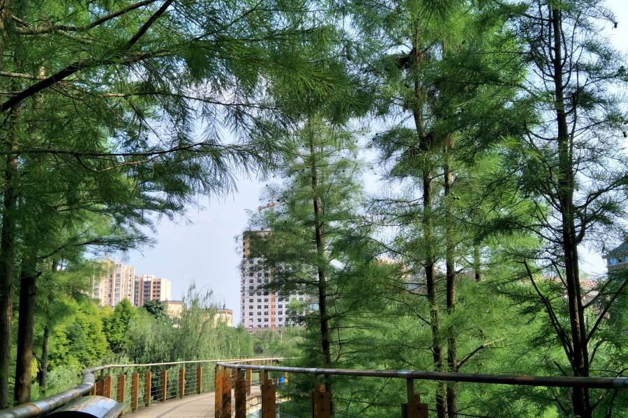 龙潭惊现纯天然限高 - 靖西市·靖西网