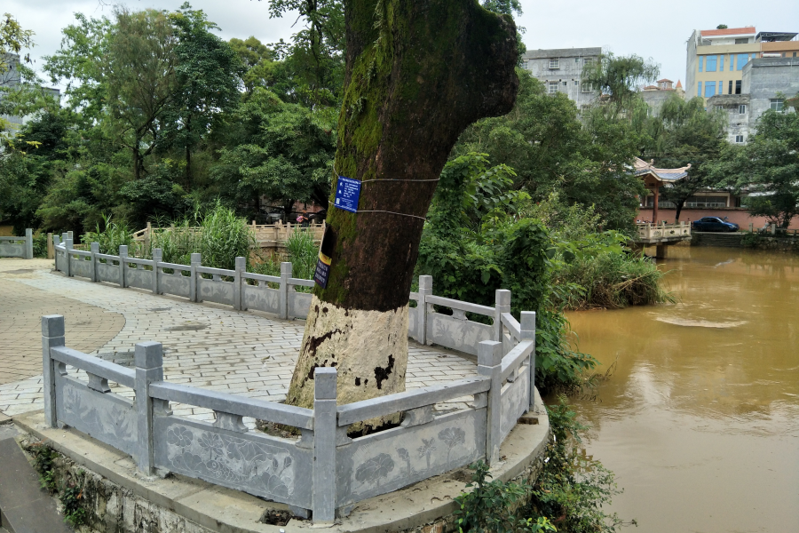 中山公园前木地板和木护栏终于换了 - 靖西市·靖西网