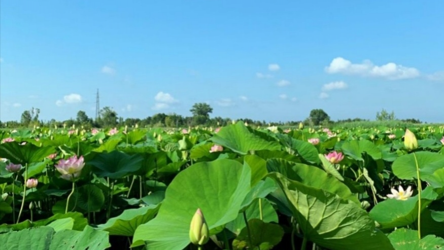 映日荷花，飘香夏季 - 靖西市·靖西网