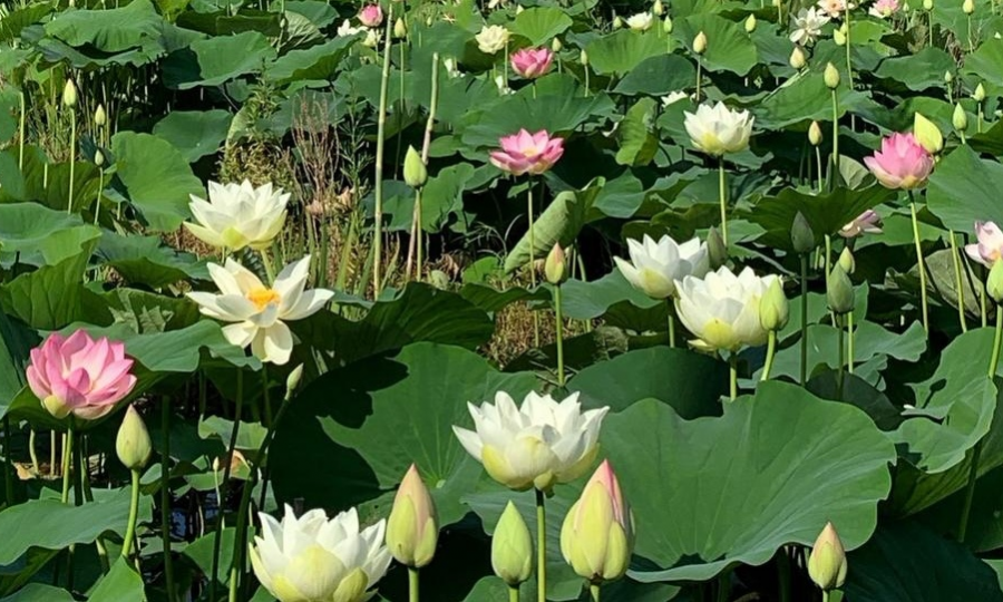 映日荷花，飘香夏季 - 靖西市·靖西网