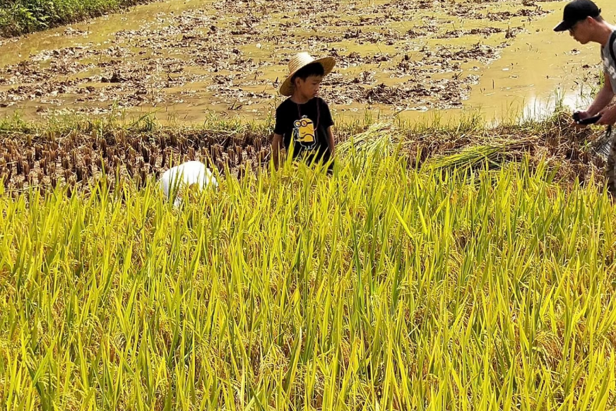 两季水稻，六月农忙时 - 靖西市·靖西网