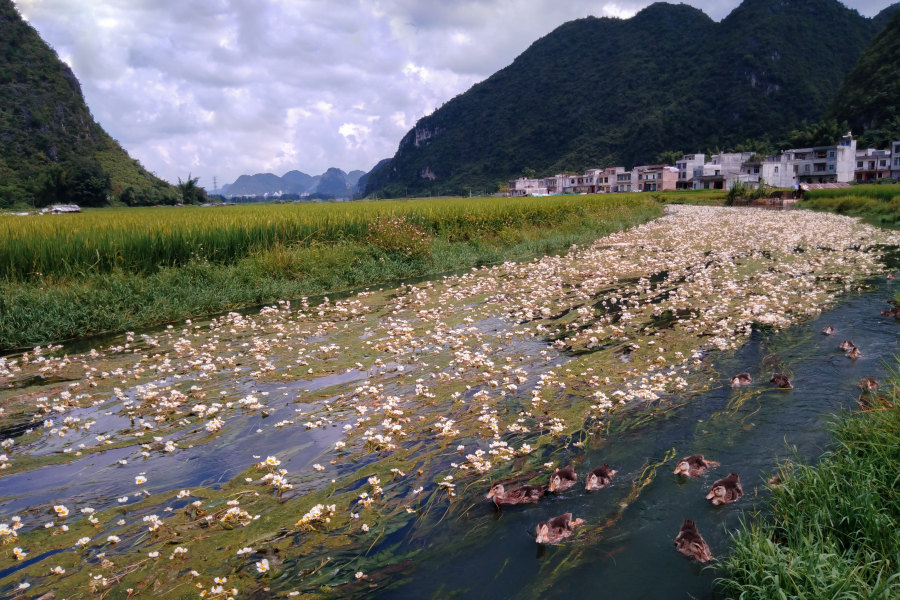 美哭了！靖西市最漂亮的小河，海菜花就这样满河盛开！ - 靖西市·靖西网