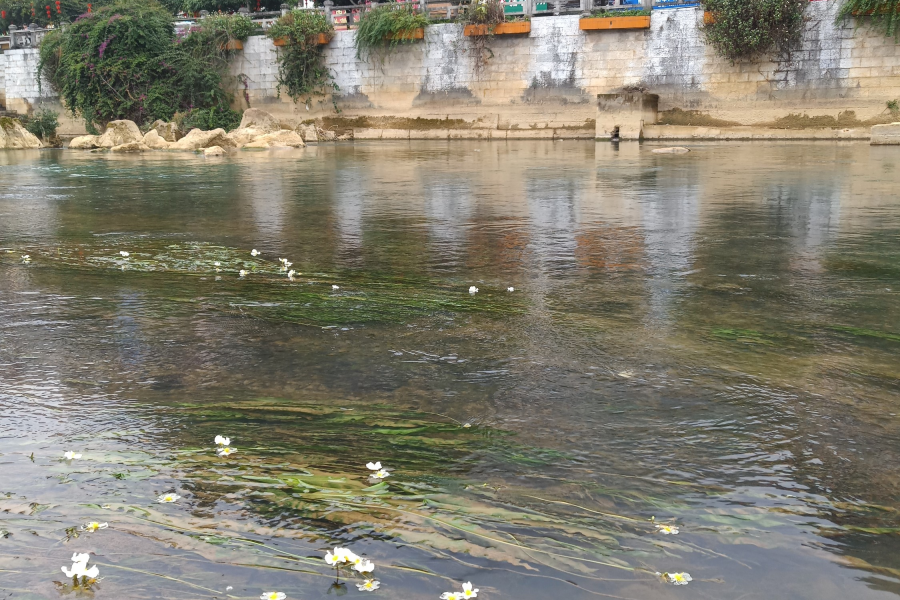 美哭了！靖西市最漂亮的小河，海菜花就这样满河盛开！ - 靖西市·靖西网