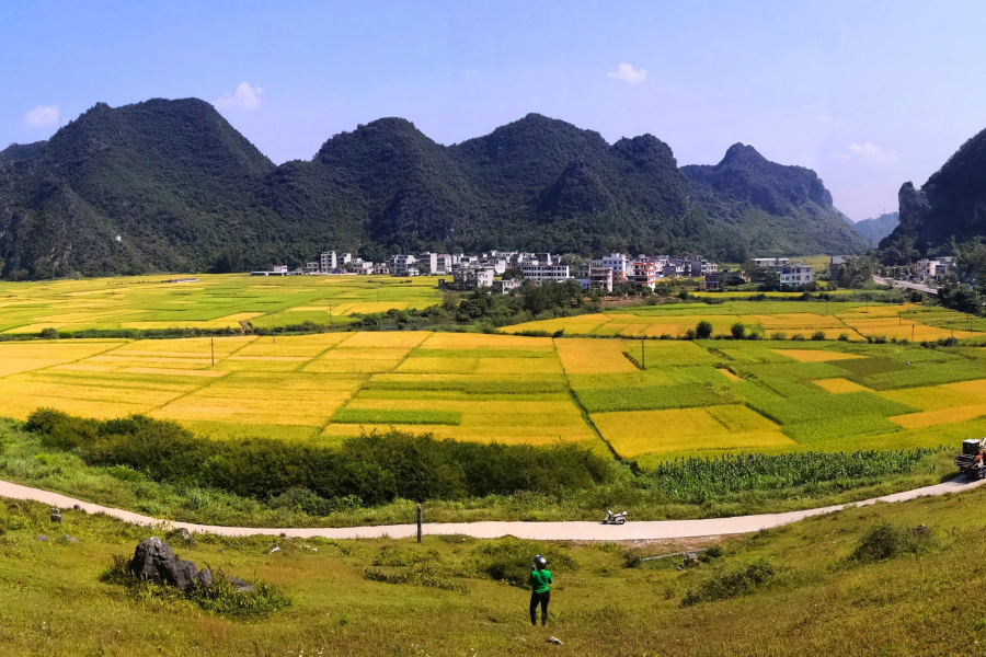 金秋十月，靖西田园美景 - 靖西市·靖西网