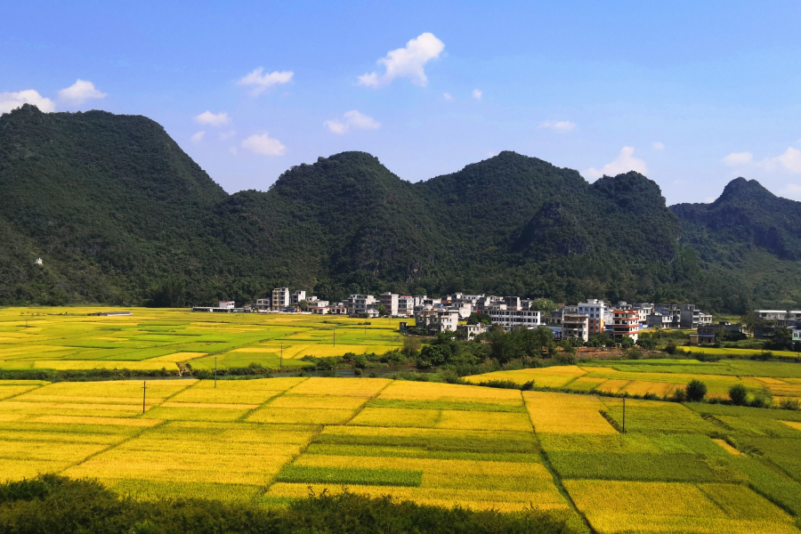 金秋十月，靖西田园美景 - 靖西市·靖西网