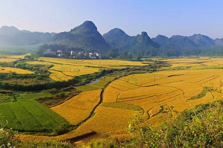 金秋十月，靖西田园美景 - 靖西市·靖西网