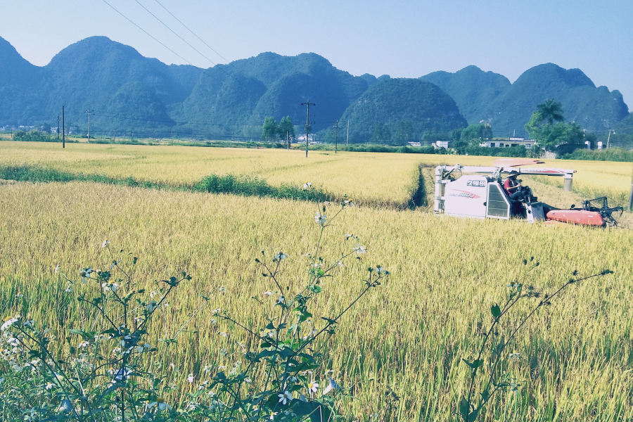 金秋十月，靖西田园美景 - 靖西市·靖西网