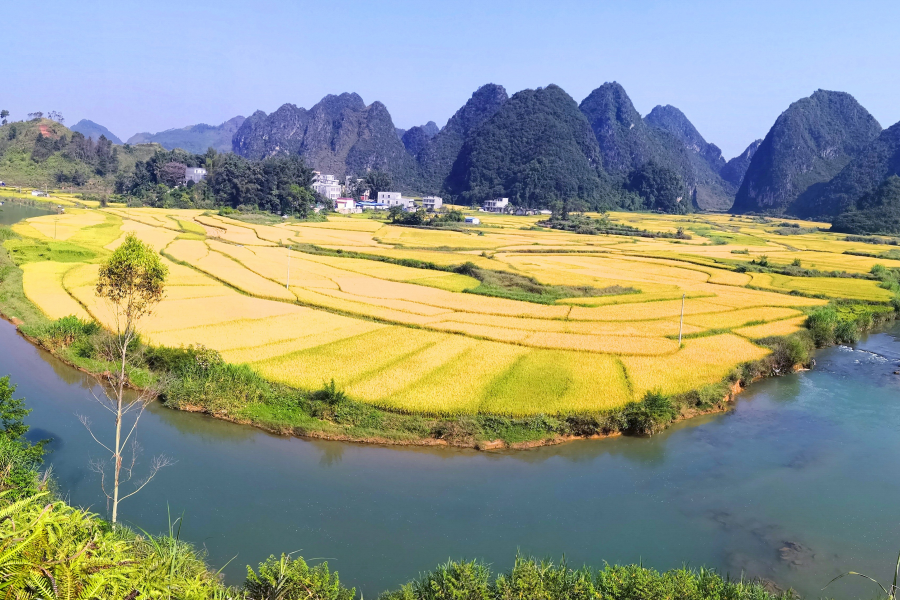 金秋十月，靖西田园美景 - 靖西市·靖西网