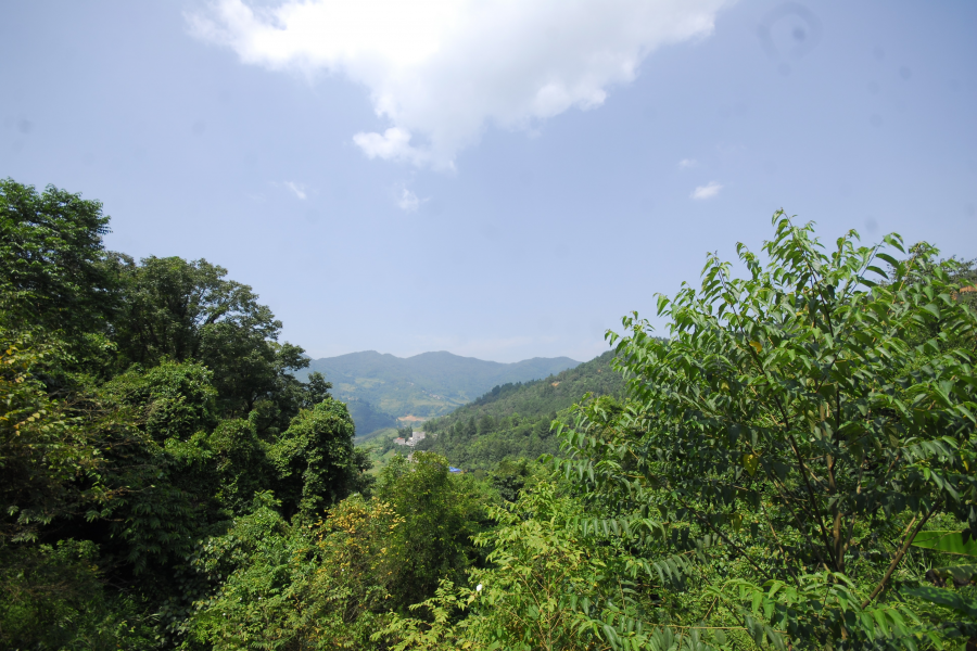 谷拉，我劲骚骚地来了 - 靖西市·靖西网