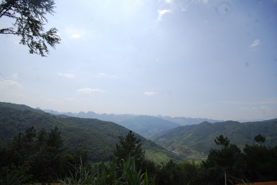 谷拉，我劲骚骚地来了 - 靖西市·靖西网