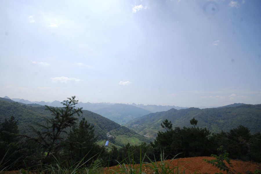 谷拉，我劲骚骚地来了 - 靖西市·靖西网