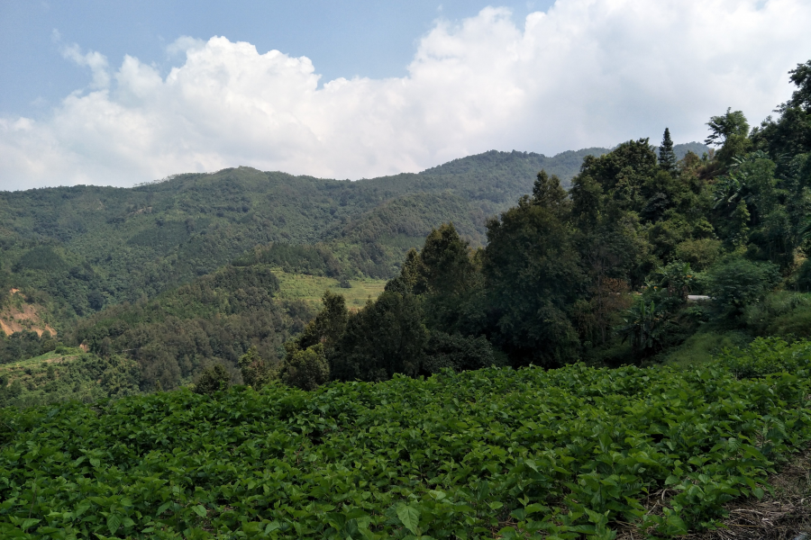谷拉，我劲骚骚地来了 - 靖西市·靖西网