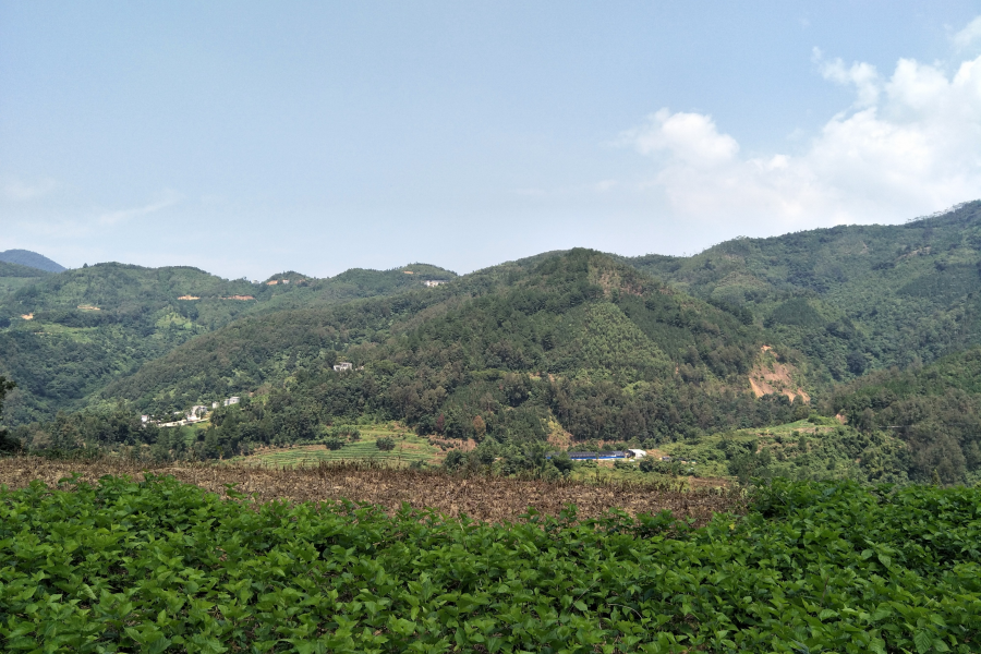 谷拉，我劲骚骚地来了 - 靖西市·靖西网