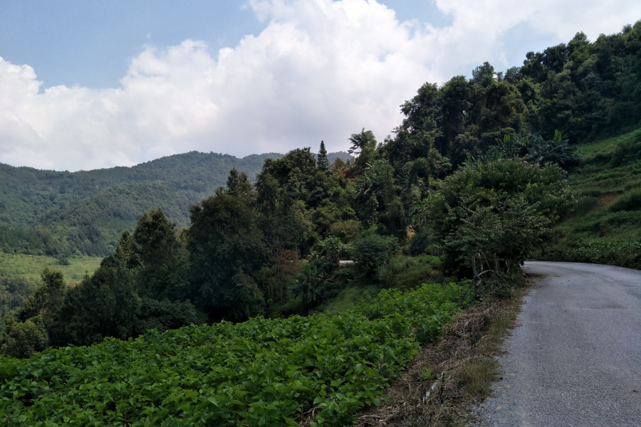 谷拉，我劲骚骚地来了 - 靖西市·靖西网