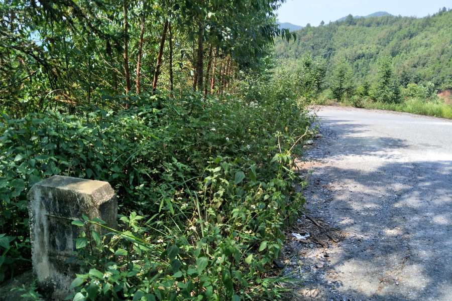 谷拉，我劲骚骚地来了 - 靖西市·靖西网