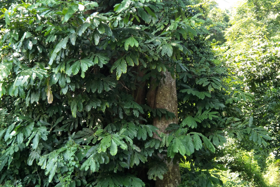 谷拉，我劲骚骚地来了 - 靖西市·靖西网