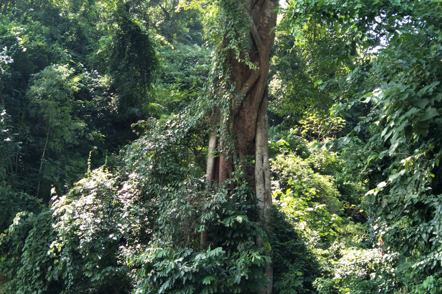 谷拉，我劲骚骚地来了 - 靖西市·靖西网