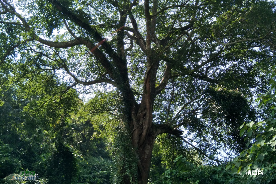 谷拉，我劲骚骚地来了 - 靖西市·靖西网