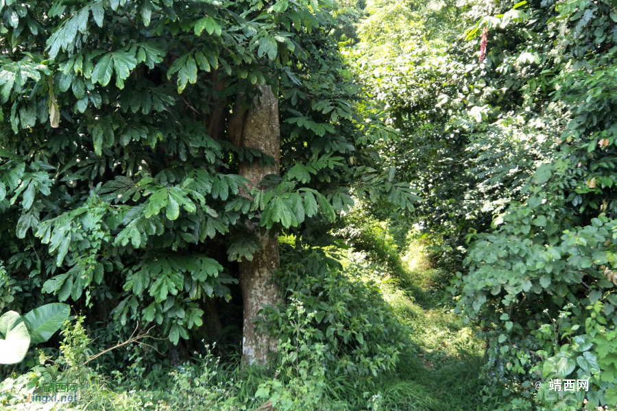 谷拉，我劲骚骚地来了 - 靖西市·靖西网