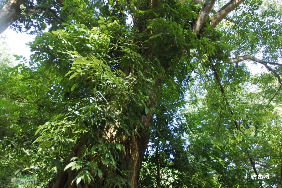 谷拉，我劲骚骚地来了 - 靖西市·靖西网