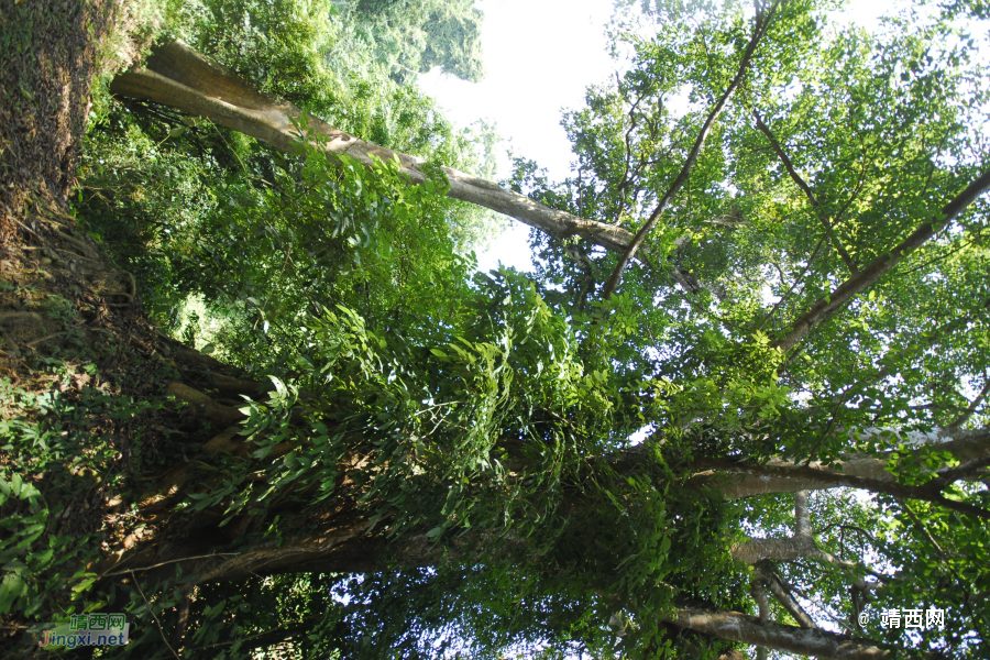 谷拉，我劲骚骚地来了 - 靖西市·靖西网