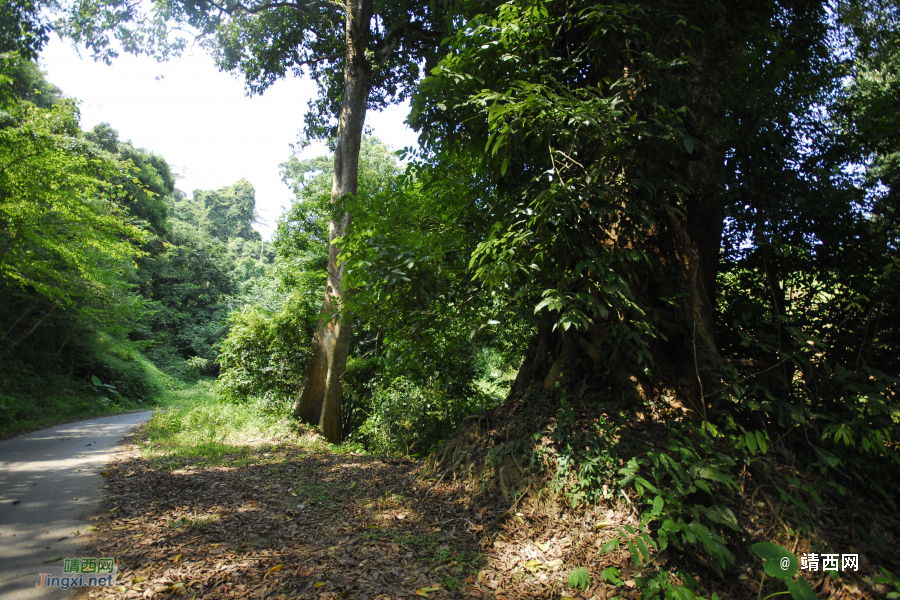谷拉，我劲骚骚地来了 - 靖西市·靖西网