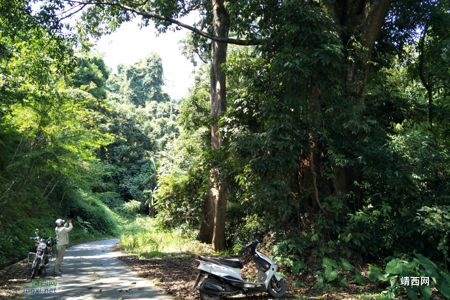 谷拉，我劲骚骚地来了 - 靖西市·靖西网