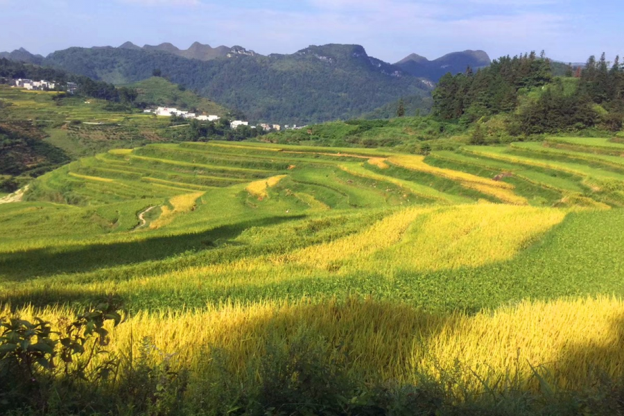 金秋十月，靖西田园美景 - 靖西市·靖西网