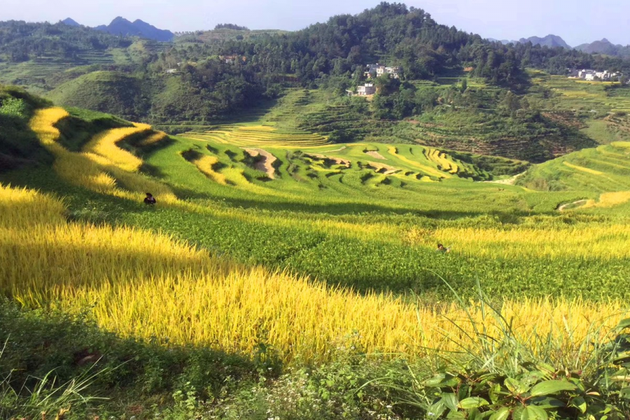 金秋十月，靖西田园美景 - 靖西市·靖西网