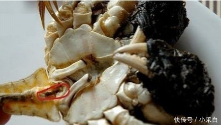 吃螃蟹要注意，这4处万万不能吃！不然有你好受的 - 靖西市·靖西网