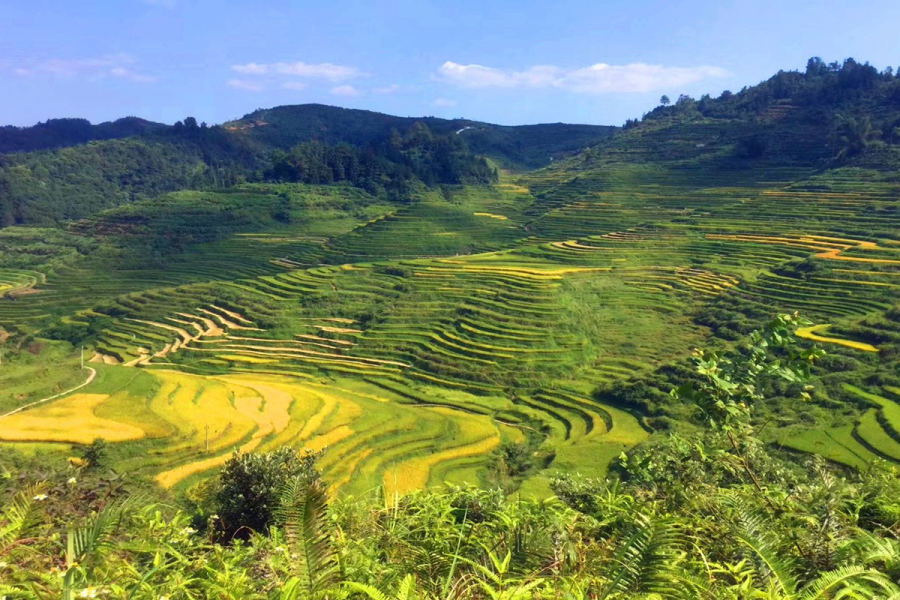 金秋十月，靖西田园美景 - 靖西市·靖西网