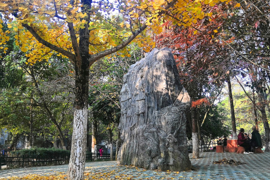 一年一度杏黄时 - 靖西市·靖西网