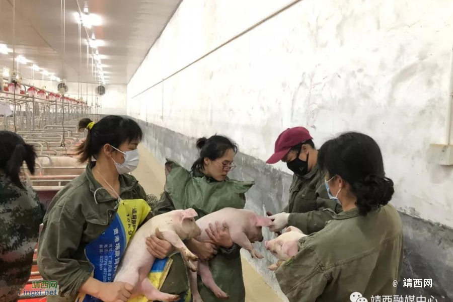 靖西市母猪产业示范区获评五星级，奖励500万元 - 靖西市·靖西网