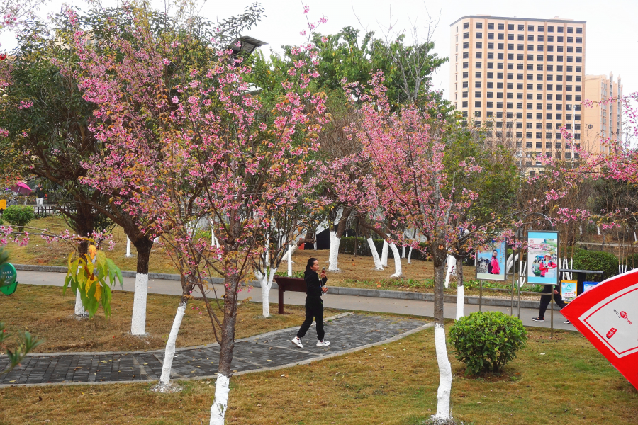 湿地公园樱花艳， - 靖西市·靖西网