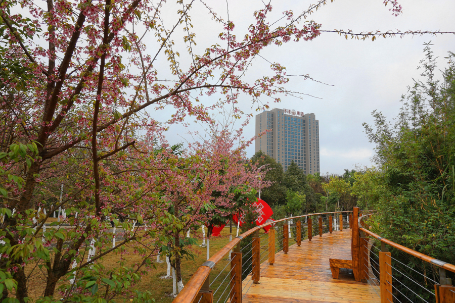 湿地公园樱花艳， - 靖西市·靖西网