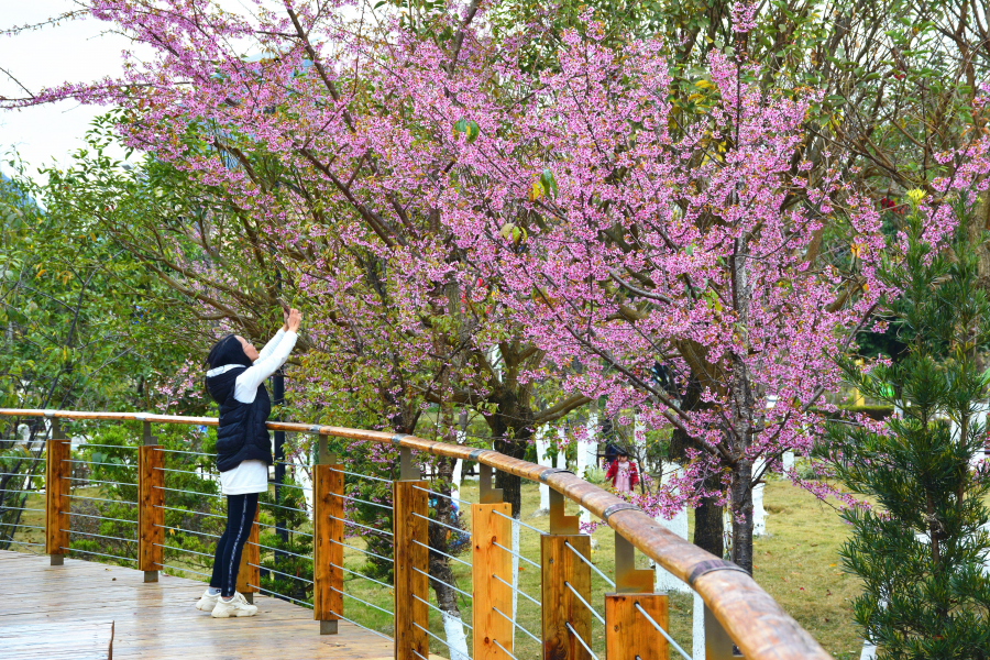 湿地公园樱花艳， - 靖西市·靖西网