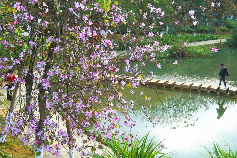 湿地公园樱花艳， - 靖西市·靖西网