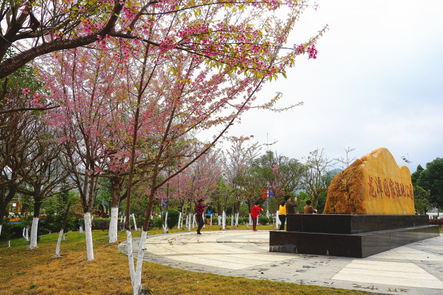 湿地公园樱花艳， - 靖西市·靖西网