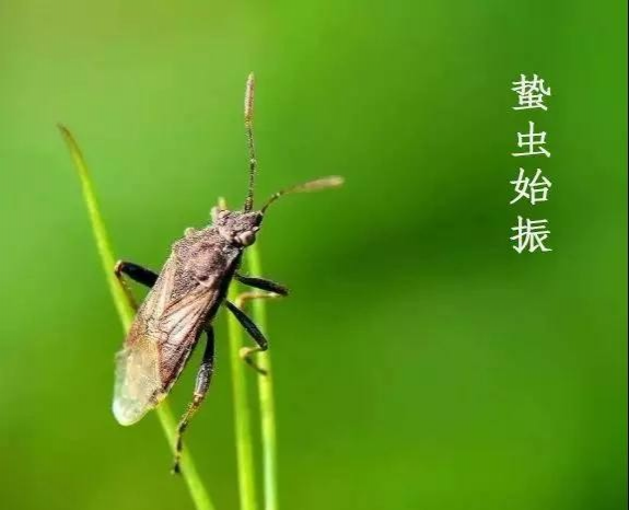 今日立春，祈望春回大地新！ - 靖西市·靖西网