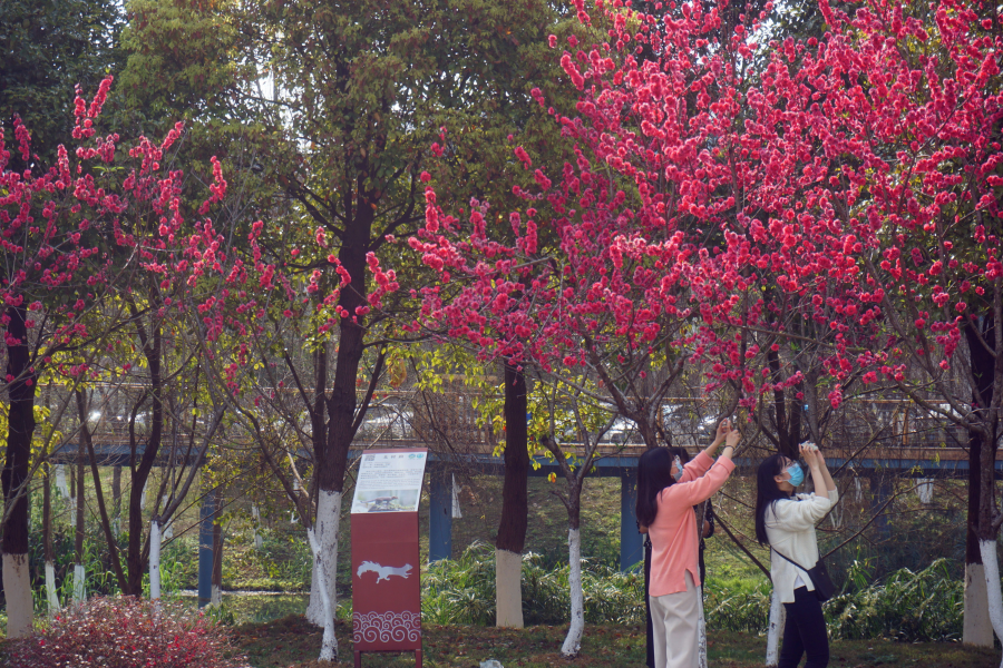 战疫情，春暖花开。 - 靖西市·靖西网