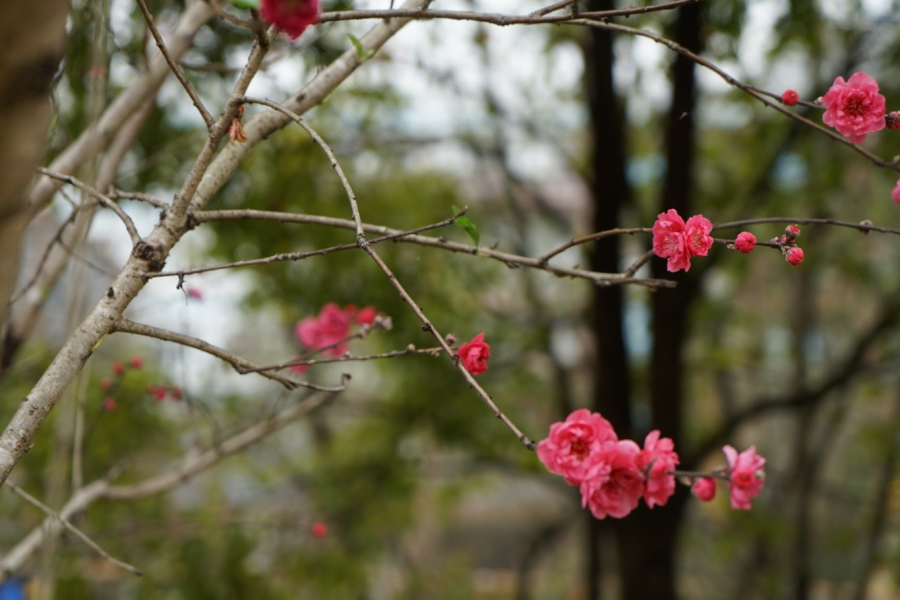 湿地公园嫣然桃花惹人爱 - 靖西市·靖西网