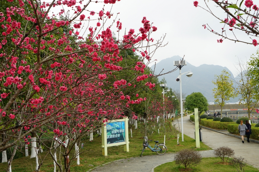 湿地公园嫣然桃花惹人爱 - 靖西市·靖西网